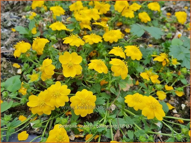 Potentilla crantzii 'Goldrausch' | Ganzerik | Zottiges Fingerkraut