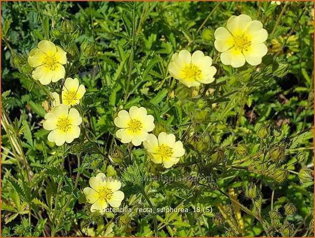 Potentilla recta 'Sulphurea' | Rechte ganzerik, Ganzerik | Hohes Fingerkraut