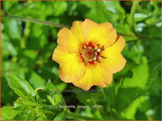 Potentilla tonguei | Ganzerik | Hybrid-Fingerkraut