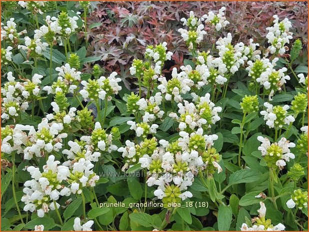 Prunella grandiflora 'Alba' | Brunel, Bijenkorfje | Großblütige Braunelle