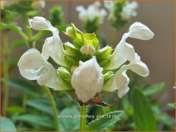 Prunella grandiflora 'Alba' | Brunel, Bijenkorfje | Großblütige Braunelle