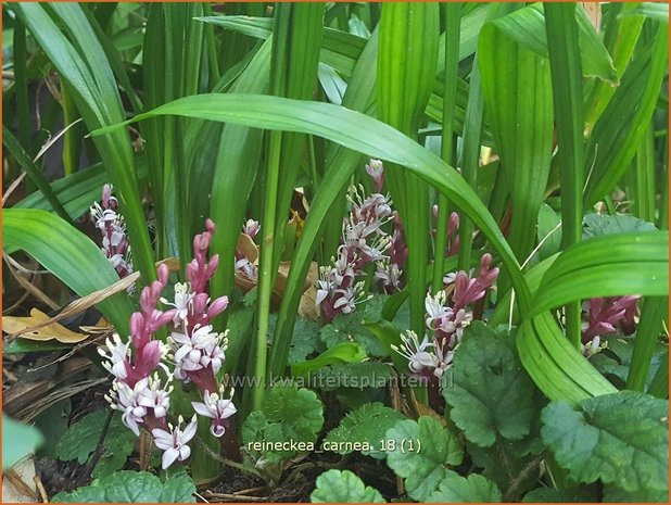 Reineckea carnea | Japanisches Maiglöckchen