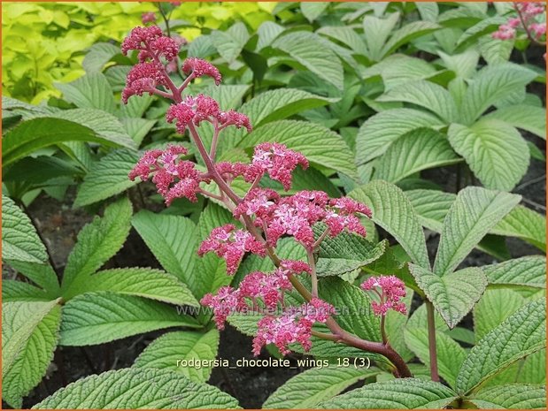 Rodgersia 'Chocolate Wings' | Schout-bij-nacht, Kijkblad | Schaublatt