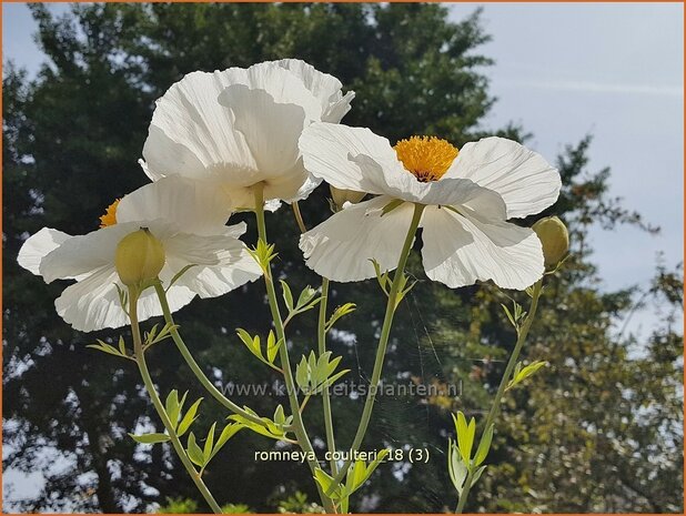 Romneya coulteri | Californische boompapaver, Spiegelei | Kalifornischer Scheinmohn