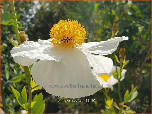 Romneya coulteri | Californische boompapaver, Spiegelei | Kalifornischer Scheinmohn