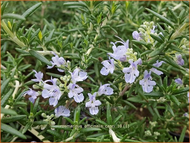 Rosmarinus officinalis 'Capri' | Rozemarijn | Rosmarin