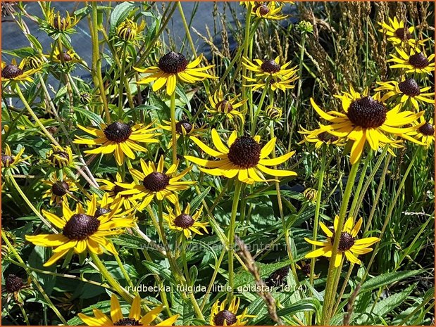 Rudbeckia fulgida 'Little Goldstar' | Zonnehoed | Gewöhnlicher Sonnenhut