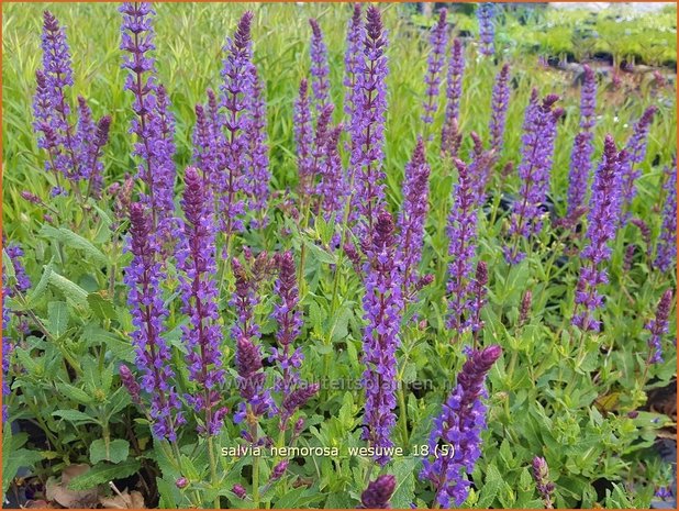 Salvia nemorosa 'Wesuwe' | Bossalie, Salie, Salvia | Steppensalbei