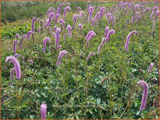 Sanguisorba 'Lilac Squirrel' | Pimpernel, Sorbenkruid | Wiesenknopf