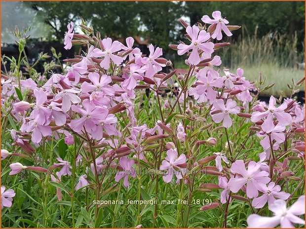 Saponaria lempergii 'Max Frei' | Zeepkruid | Sommer-Seifenkraut