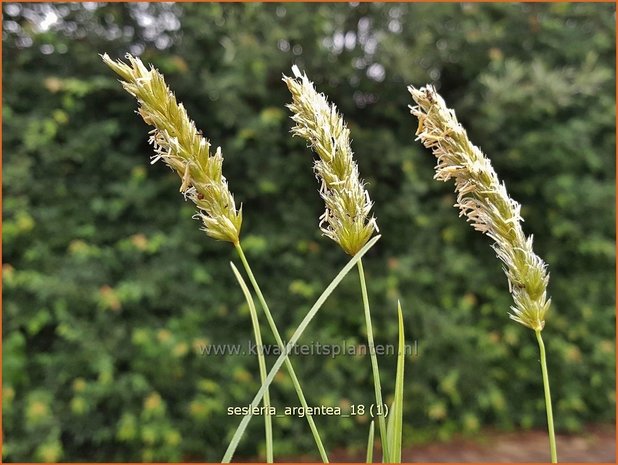 Sesleria argentea | Blauwgras | Silbriges Blaugras