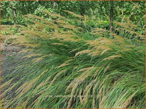 Stipa calamagrostis 'Algäu' | Vedergras | Silberährengras