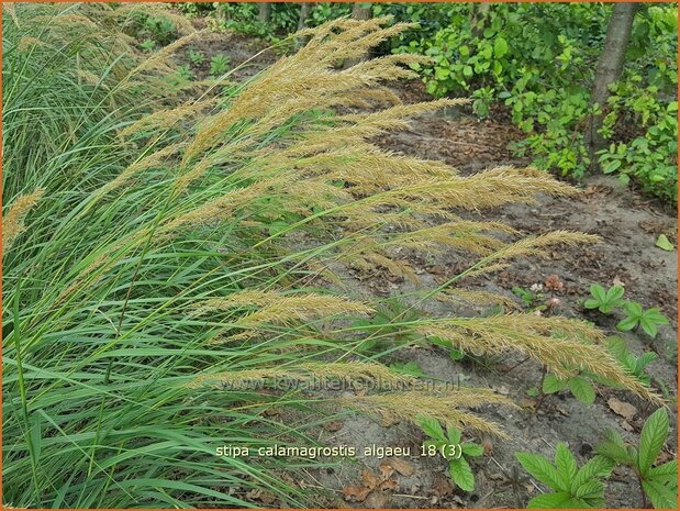 Stipa calamagrostis 'Algäu' | Vedergras | Silberährengras