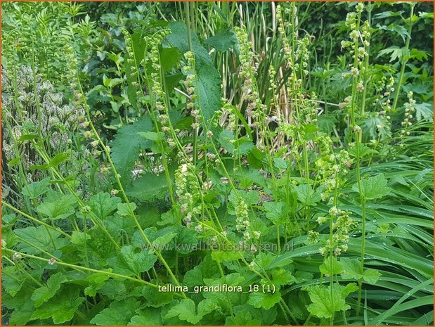 Tellima grandiflora | Franjekelk | Falsche Alraunwurzel