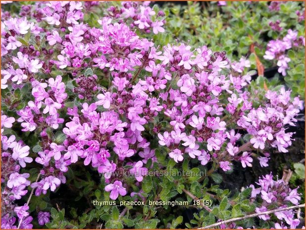 Thymus praecox 'Bressingham' | Kruiptijm, Tijm | Fr&uuml;hbl&uuml;hender Thymian