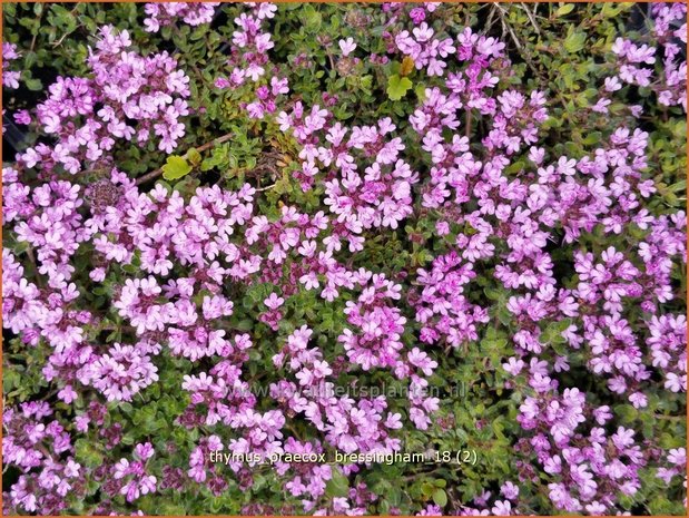 Thymus praecox 'Bressingham' | Kruiptijm, Tijm | Fr&uuml;hbl&uuml;hender Thymian