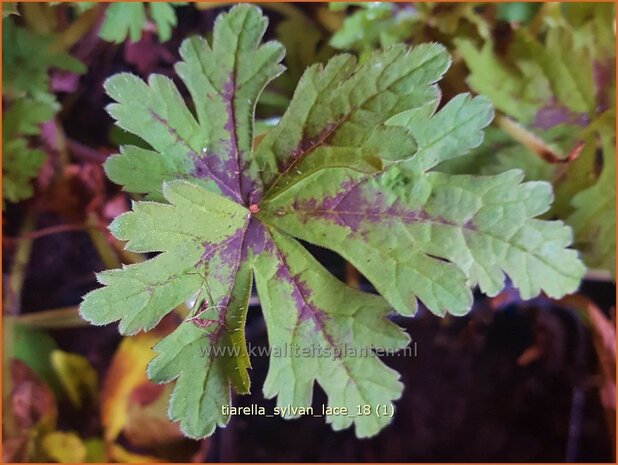 Tiarella 'Sylvan Lace' | Schuimbloem, Perzische muts | Schaumblüte