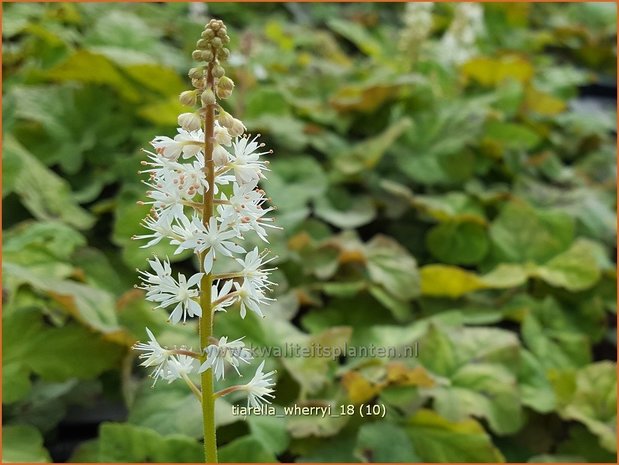 Tiarella wherryi | Schuimbloem, Perzische muts | Amerikanische Schaumblüte