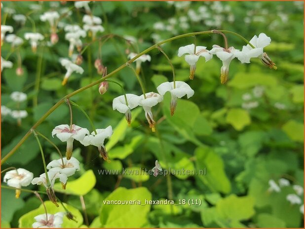 Vancouveria hexandra | Scheinelfenblume