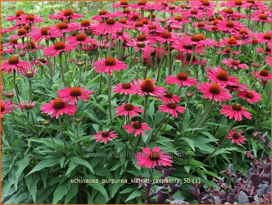 discretie Antarctica half acht Rode zonnehoed - Echinacea purpurea 'Kismet Raspberry' - Zonnehoed - kopen bestellen - KwaliteitsPlanten.nl discretie Antarctica half acht Rode zonnehoed - Echinacea purpurea 'Kismet Raspberry' - Zonnehoed - kopen bestellen - KwaliteitsPlanten.nl