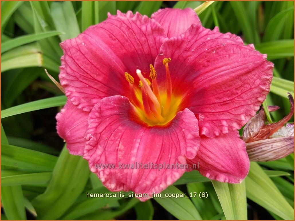 Taglilie  "Siloam Jim Cooper" Dayliliy Hemerocallis