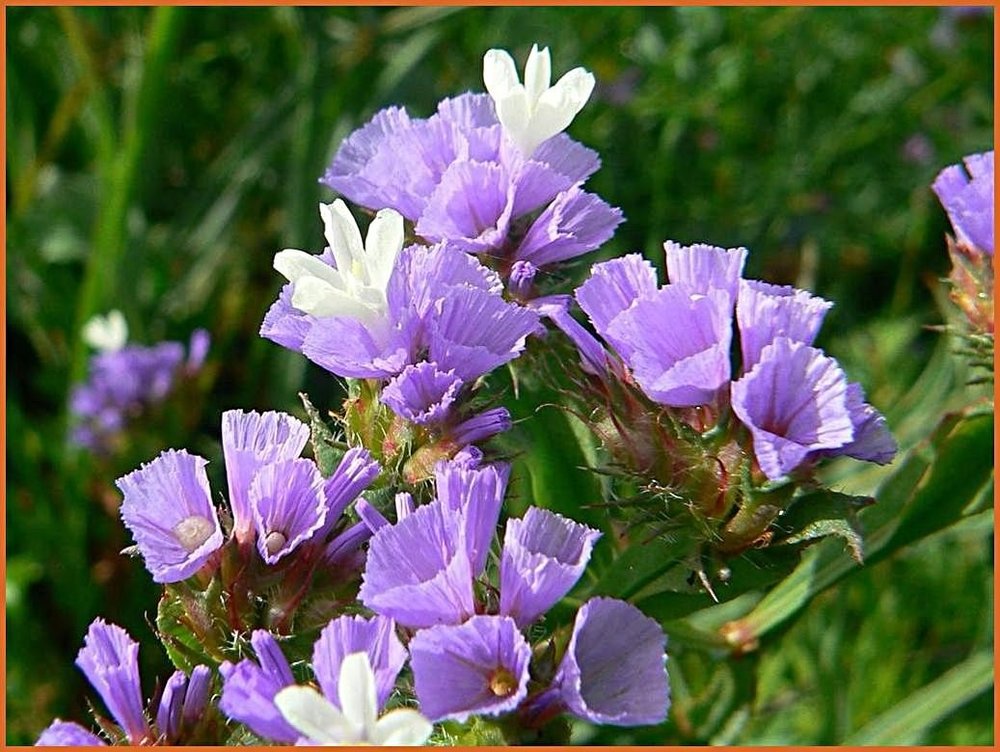 limonium lamsoor strandflieder kwaliteitsplanten staudenonline