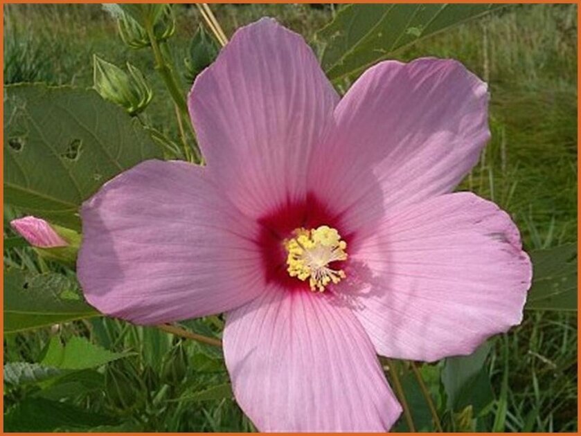 Hibiscus - Tuinhibiscus - kopen bestellen - KwaliteitsPlanten.nl