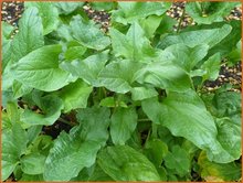 Chenopodium