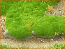 Scleranthus Scleranthus
