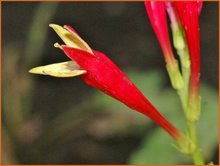 Spigelia