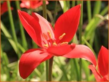 Tulipa