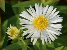 Nieuw-Engelse-aster