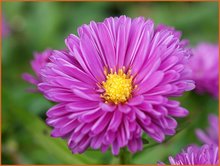 Nieuw-Nederlandse-aster