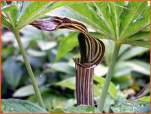 Arisaema