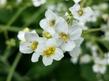 Crambe