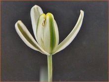 Albuca