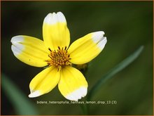 Bidens