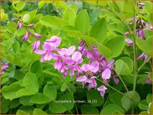 Indigofera