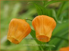 Sandersonia