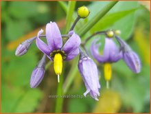 Solanum