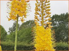 Eremurus