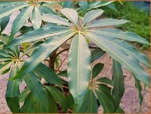 Schefflera