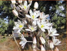 Urginea