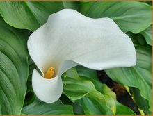 Zantedeschia