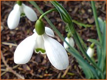 Galanthus