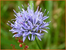 Jasione