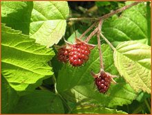 Rubus