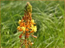 Bulbine