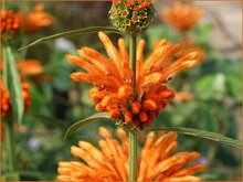 Leonotis