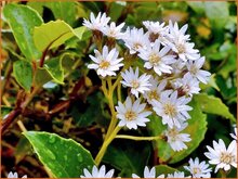 Olearia